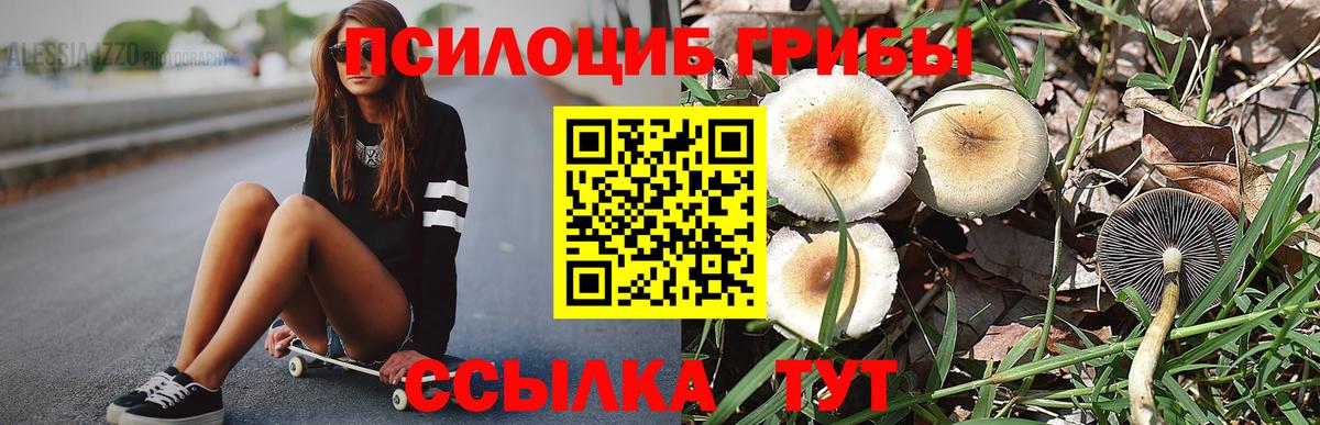 Псилоцибиновые грибы Psilocybine cubensis Фролово